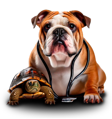 Besties perro de raza Bulldog con estetoscopio sentado a lado con una tortuga sulcata