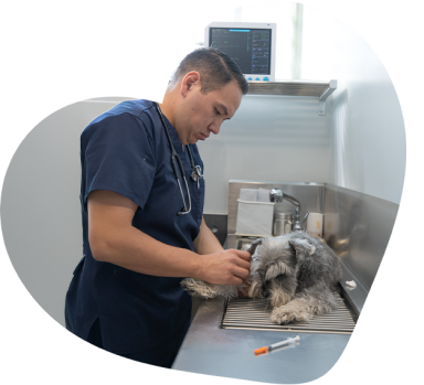 Besties médico veterinario con uniforme de doctor color azul marino atendiendo en un consultorio especializado a un perro de raza schnauzer acostado y tranquilo