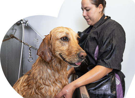 Besties personal de besties dando un baño a un perro feliz de raza golden