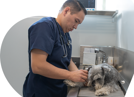 Besties médico veterinario con uniforme de doctor color azul marino atendiendo en un consultorio especializado a un perro de raza schnauzer acostado y tranquilo