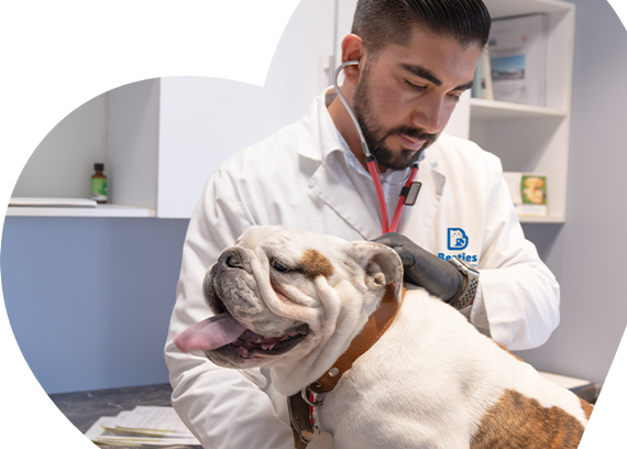 Besties médico veterinario feliz atendiendo en un consultorio a un perro de raza Bulldog color blanco con manchas cafés