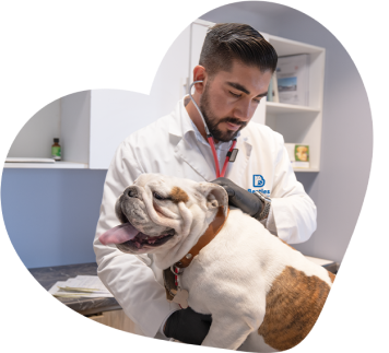 Besties médico veterinario feliz atendiendo en un consultorio a un perro de raza Bulldog color blanco con manchas cafés